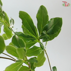Phyllanthus Emblica《油甘》