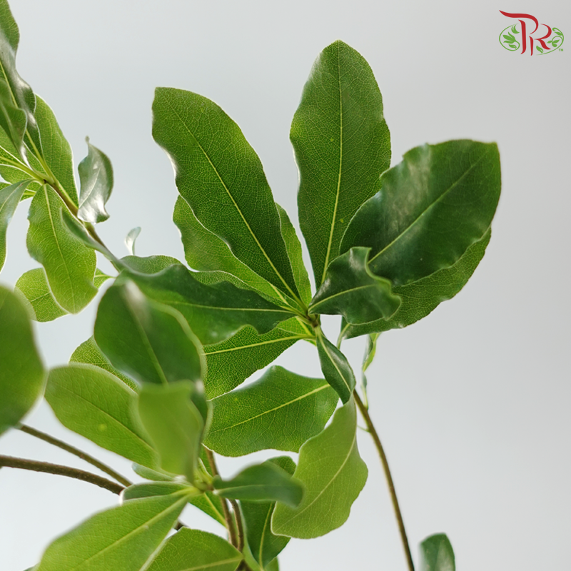 Phyllanthus Emblica《油甘》