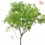 Pieris Japonica Branch