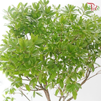Pieris Japonica Branch