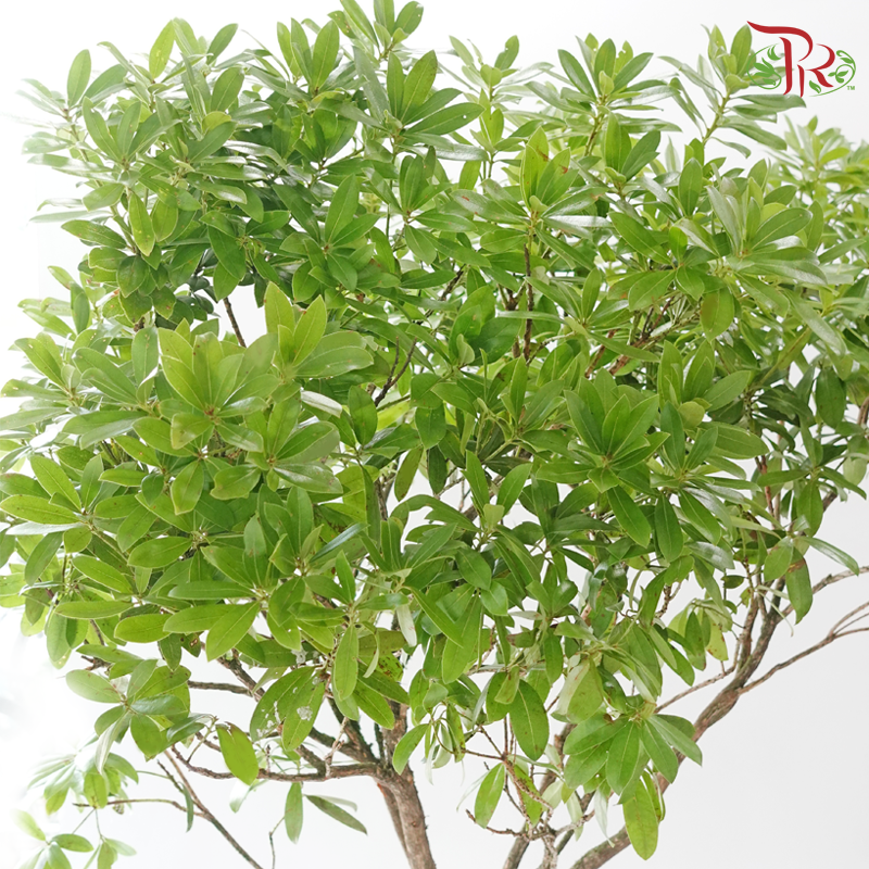 Pieris Japonica Branch