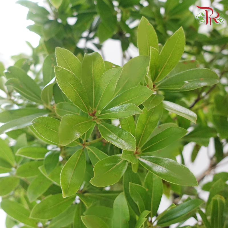 Pieris Japonica Branch