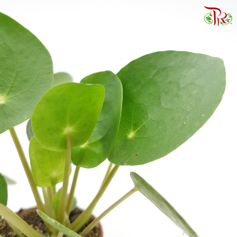 Pilea Peperomioides NL《鏡面草》 - Pudu Ria Florist