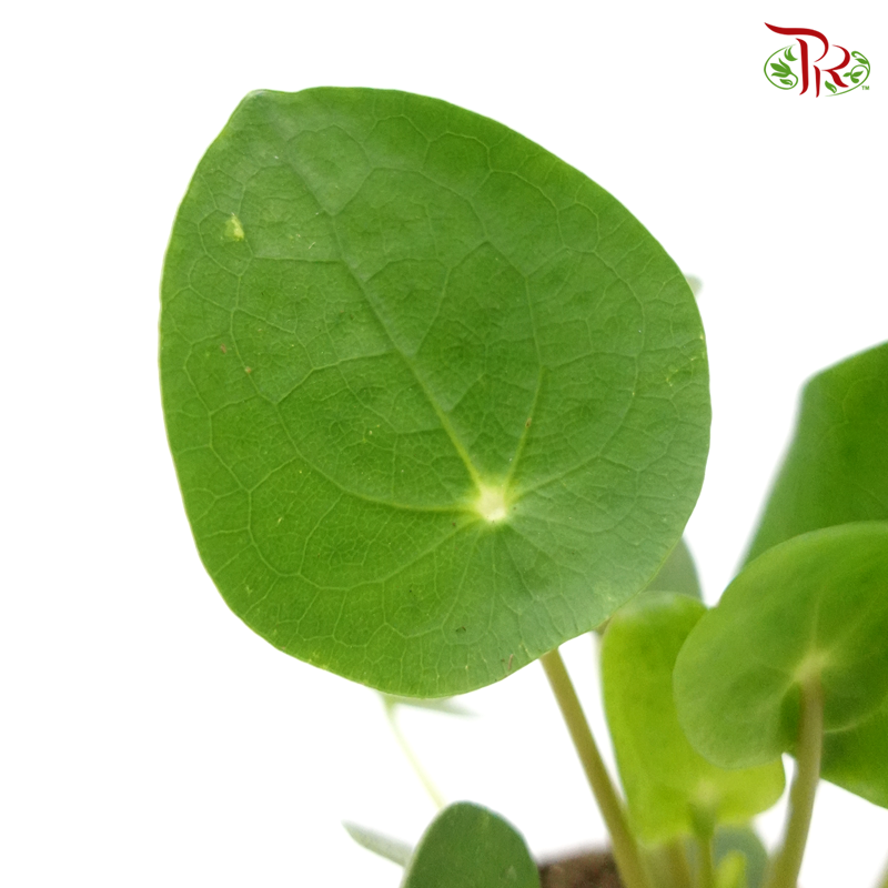Pilea Peperomioides NL《鏡面草》 - Pudu Ria Florist