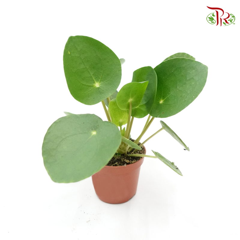 Pilea Peperomioides NL《鏡面草》 - Pudu Ria Florist