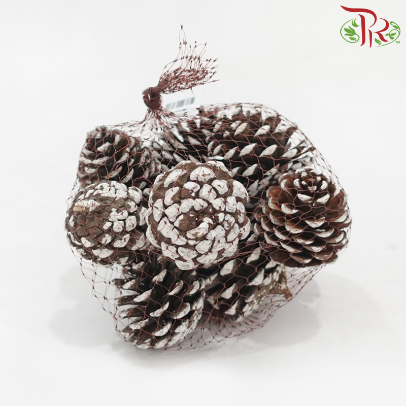 Pine Cone