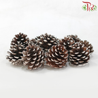 Pine Cone