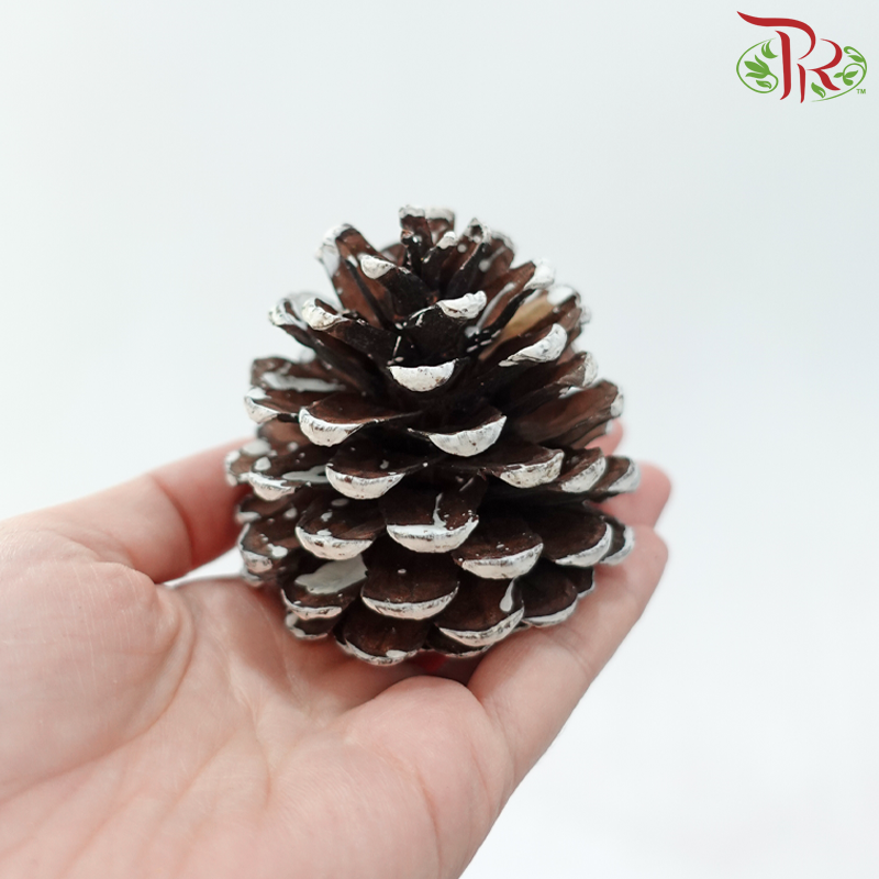 Pine Cone
