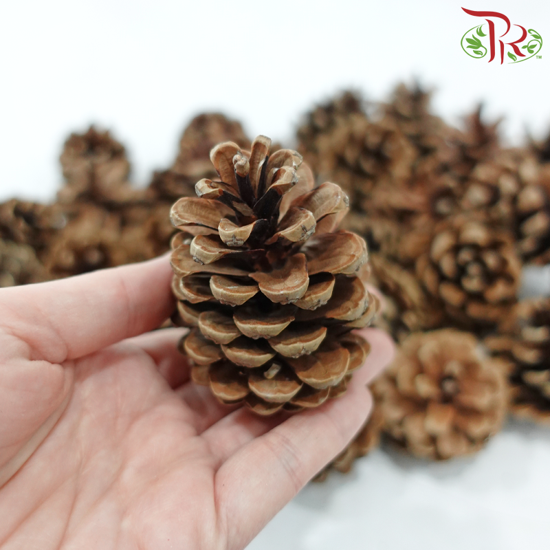 Pine Cone Austria