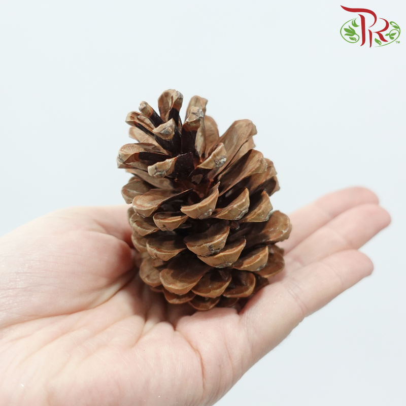 Pine Cone Austria
