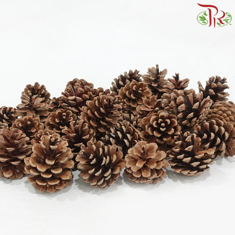 Pine Cone Austria