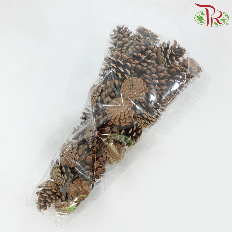 Pine Cone Austria