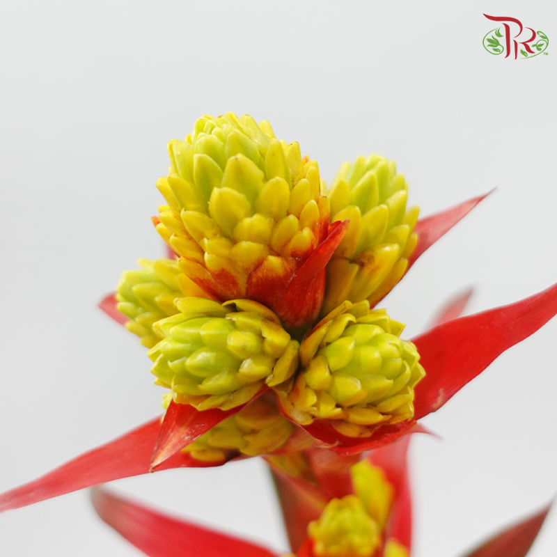 Bromelia Pineapple