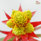 Bromelia Pineapple