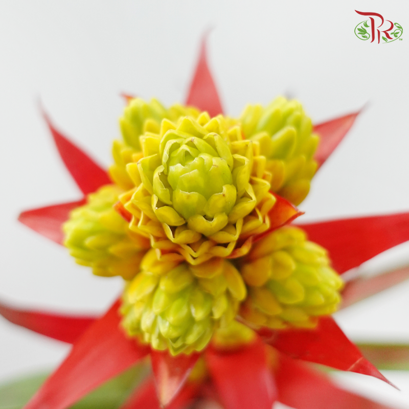 Bromelia Pineapple