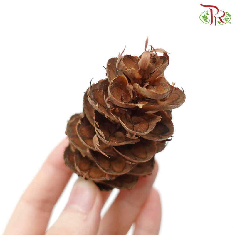 Pine Cone - (250gram) - Pudu Ria Florist