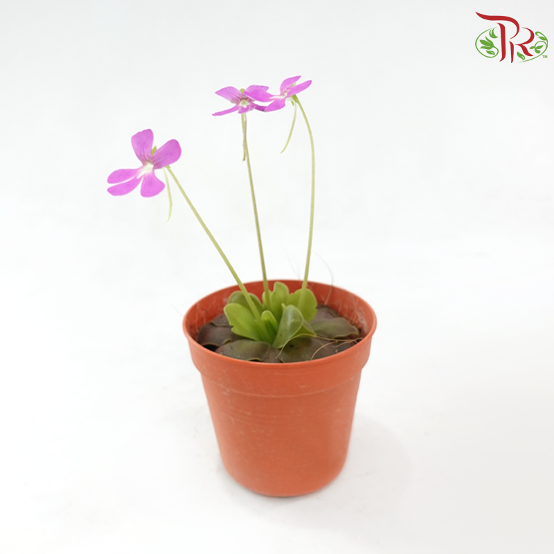 Pinguicula Moranensis P105《墨兰捕虫草》