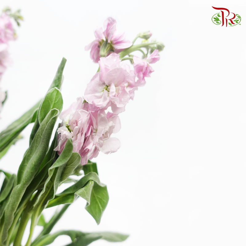 Matthiola - Pink (10 Stems) - Pudu Ria Florist