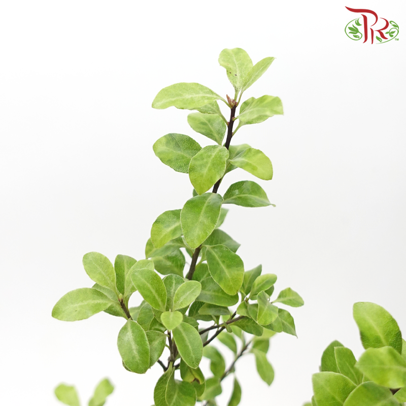Pittosporum Nevato (Per Bunch) - Pudu Ria Florist
