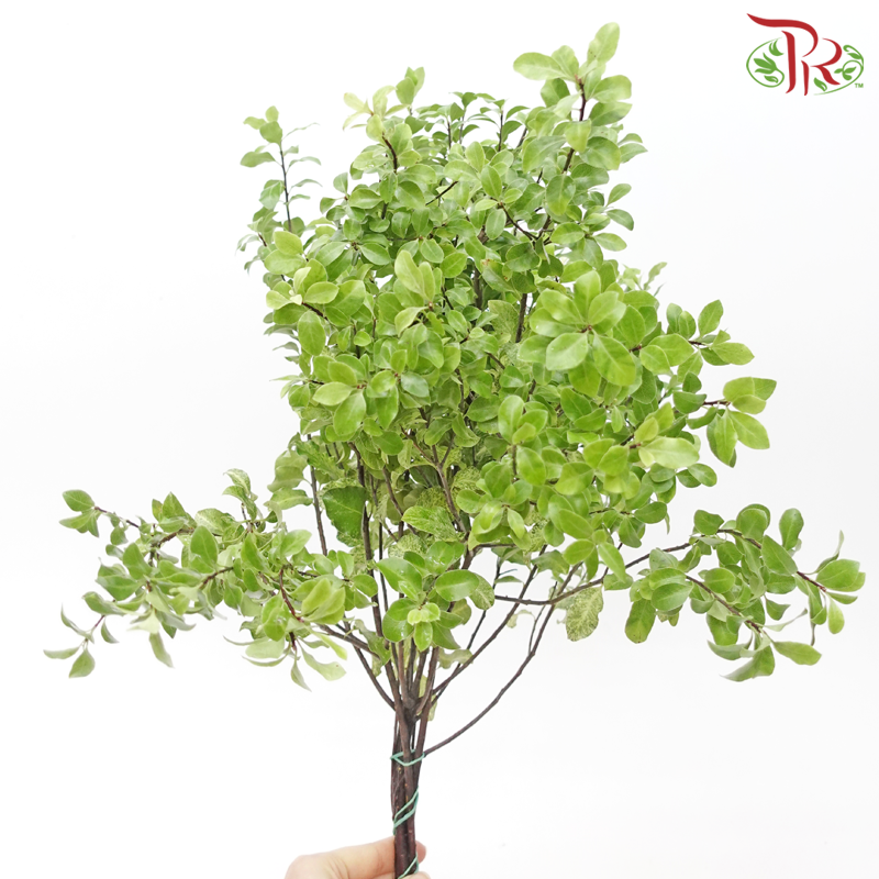 Pittosporum Nevato (Per Bunch) - Pudu Ria Florist