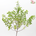 Pittosporum Nevato (Per Bunch) - Pudu Ria Florist