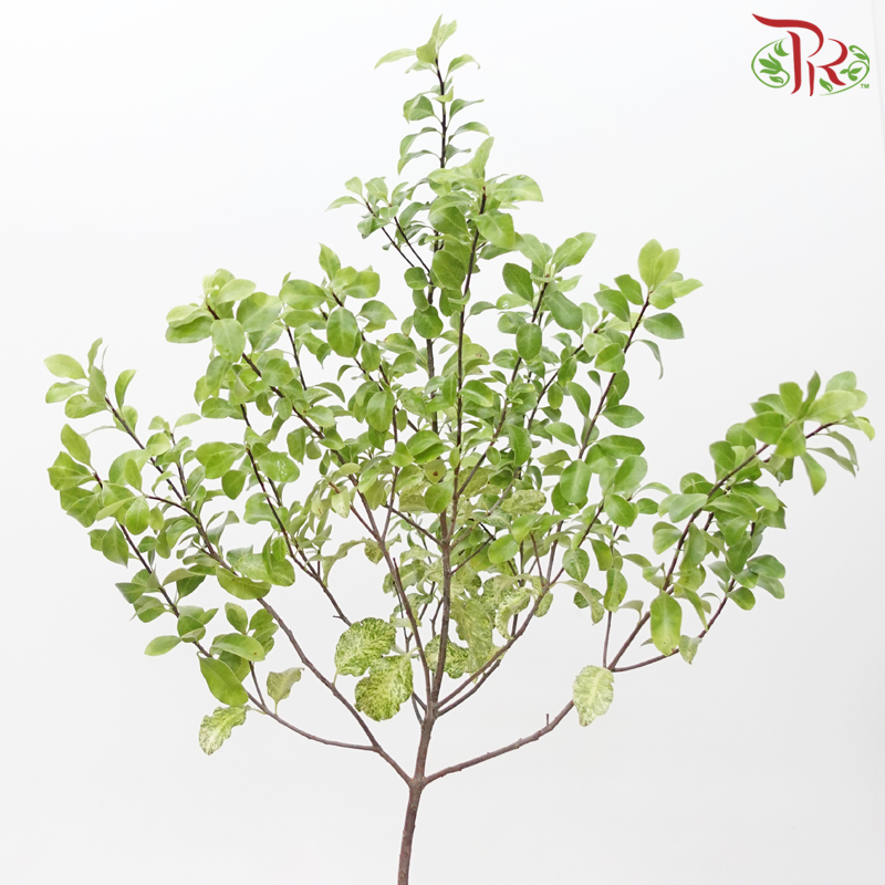 Pittosporum Nevato (Per Bunch) - Pudu Ria Florist