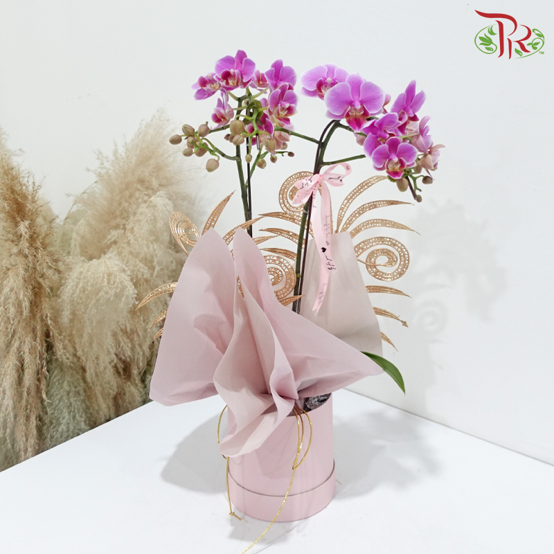Orchid Elegance (With Options) (Random Choose Orchid Color)