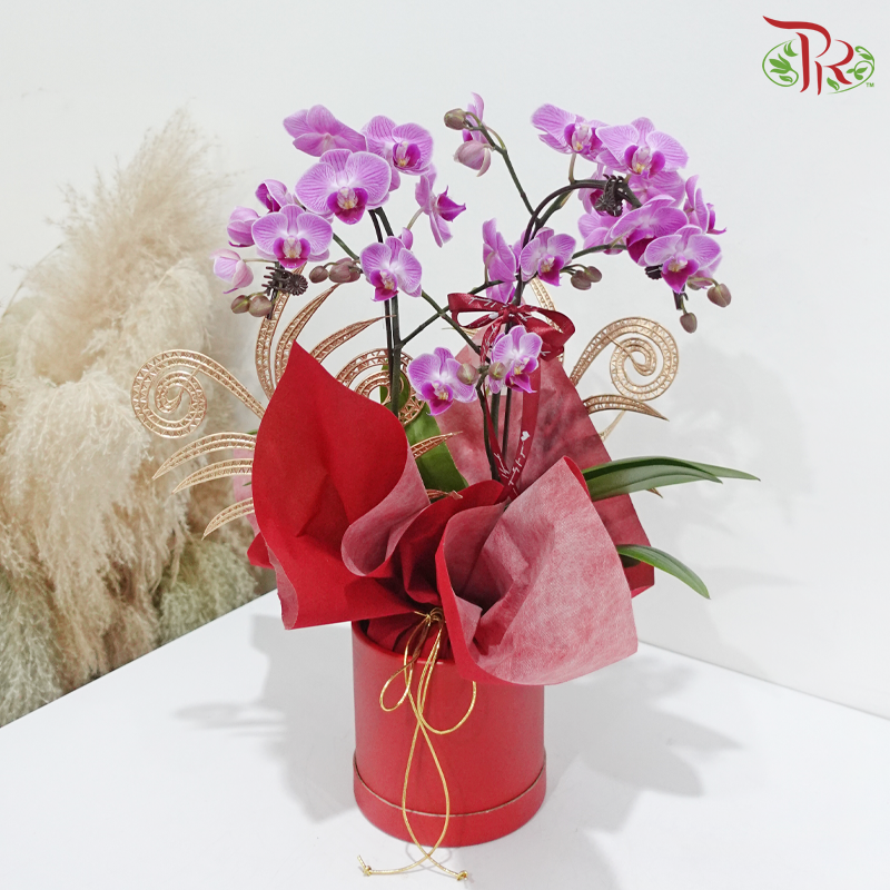 Orchid Elegance (With Options) (Random Choose Orchid Color)