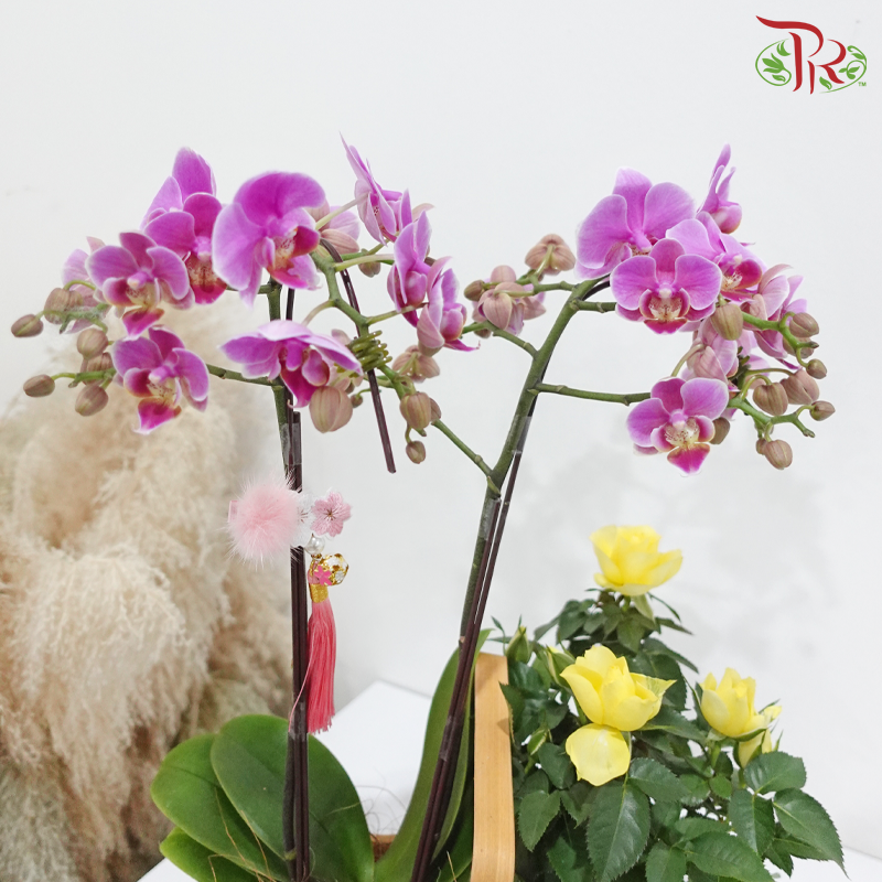 Orchid & Rose Delight (Orchid & Rose Plant) (Random Choose Orchid & Rose Color)