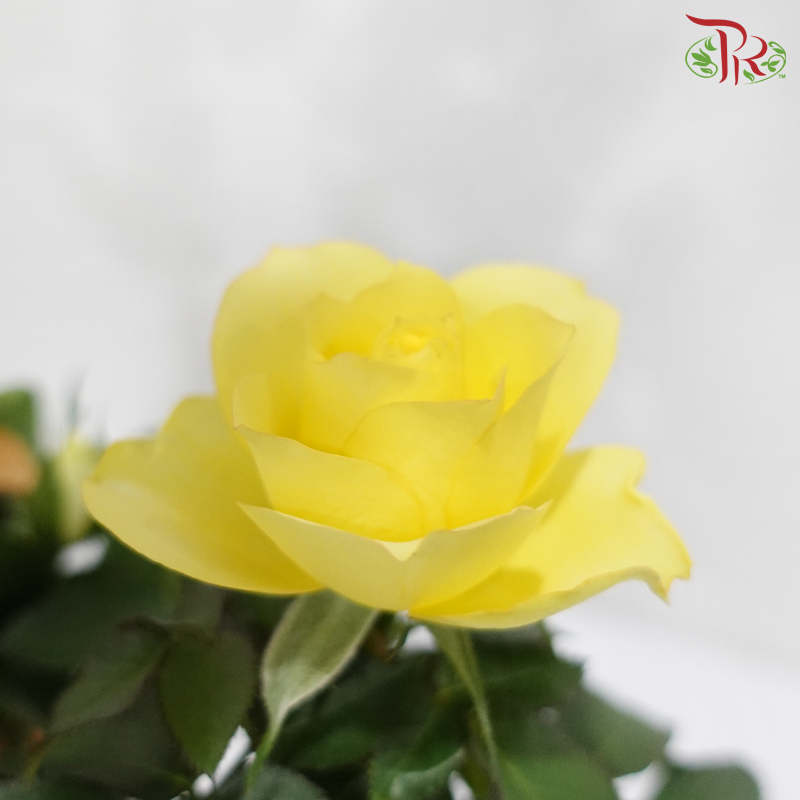 Orchid & Rose Delight (Orchid & Rose Plant) (Random Choose Orchid & Rose Color)