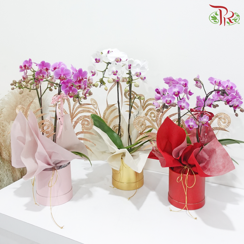 Orchid Elegance (With Options) (Random Choose Orchid Color)