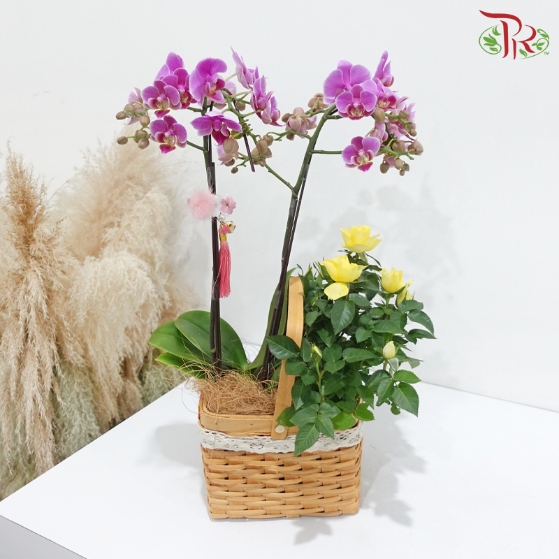 Orchid & Rose Delight (Orchid & Rose Plant) (Random Choose Orchid & Rose Color)