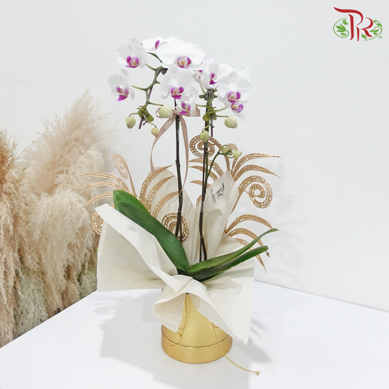 Orchid Elegance (With Options) (Random Choose Orchid Color)