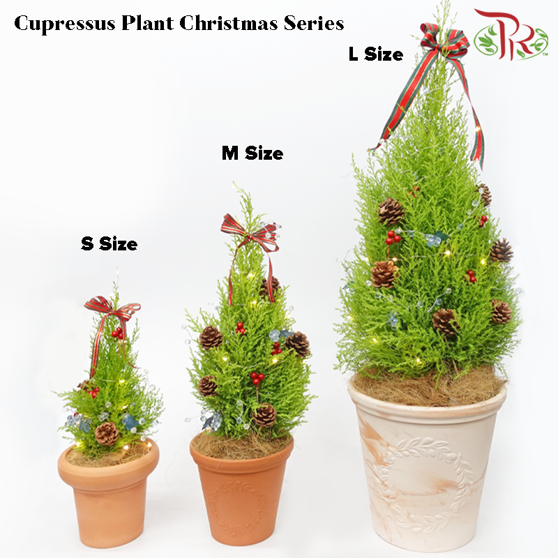 Cupressus Plant Christmas Tree《金冠柏》 - Pudu Ria Florist