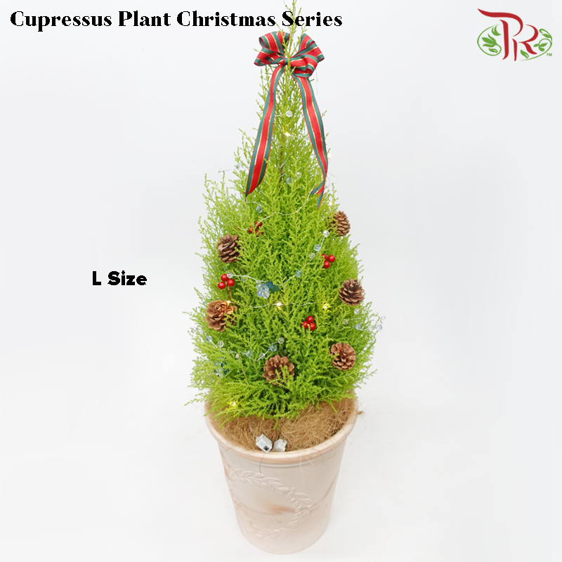 Cupressus Plant Christmas Tree《金冠柏》 - Pudu Ria Florist