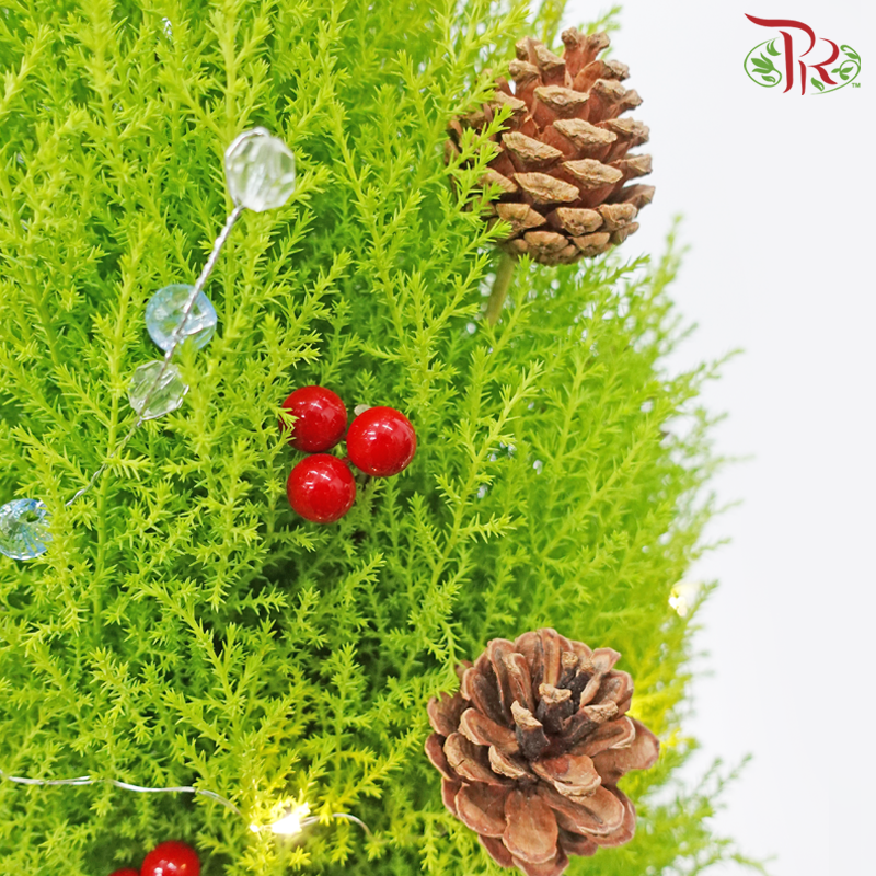 Cupressus Plant Christmas Tree《金冠柏》 - Pudu Ria Florist