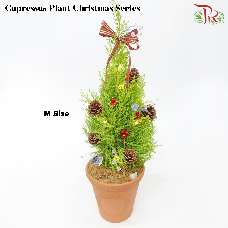 Cupressus Plant Christmas Tree《金冠柏》 - Pudu Ria Florist
