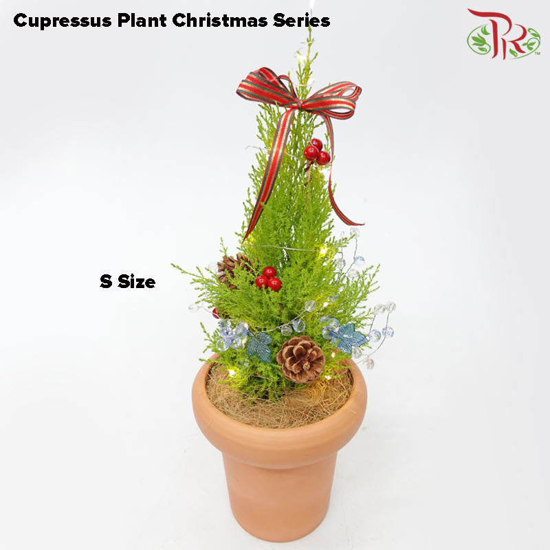 Cupressus Plant Christmas Tree《金冠柏》 - Pudu Ria Florist