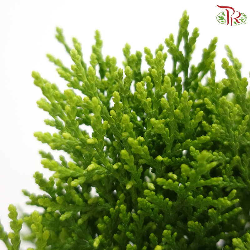 Platycladus Orientalis Thuja P150《扁柏》