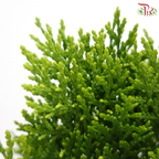 Platycladus Orientalis Thuja P150《扁柏》