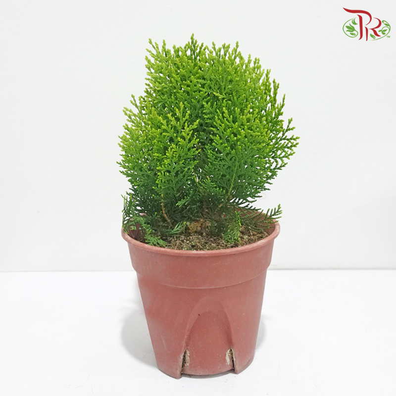 Platycladus Orientalis Thuja P150《扁柏》
