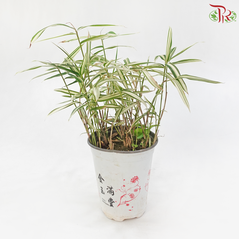 Pleioblastus Bamboo P110《大明竹》
