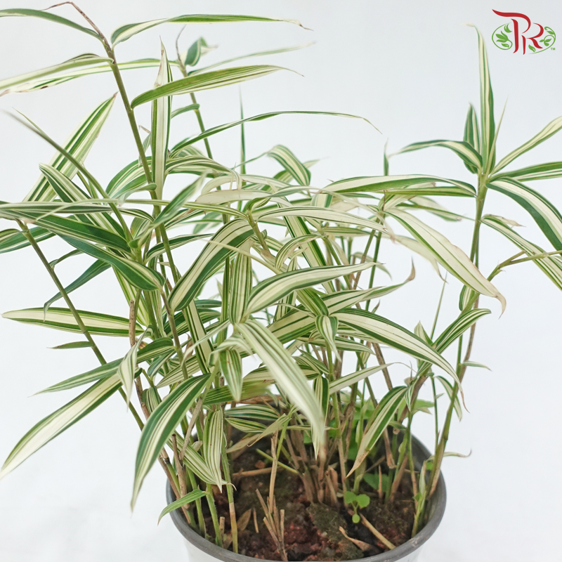 Pleioblastus Bamboo P110《大明竹》