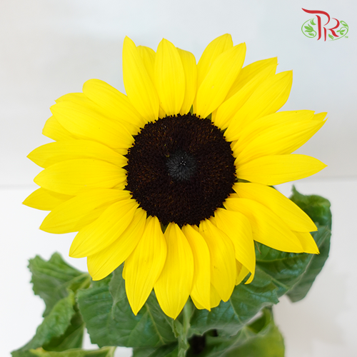 Sunflower《向日葵》 - Pudu Ria Florist
