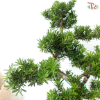 PODOCARPUS 菊花罗汉松 D45CM (L)