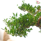 PODOCARPUS 菊花罗汉松 D45CM (L)
