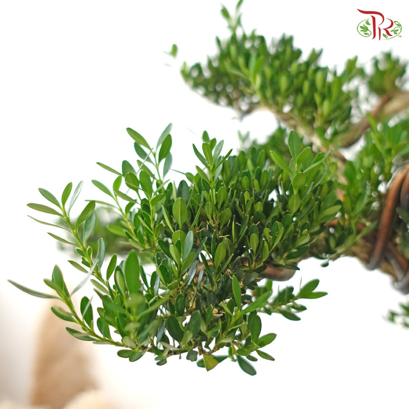 PODOCARPUS 菊花罗汉松 HEX POT (M)