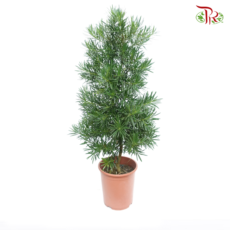 Podocarpus Full Cone 《罗汉松》 - Pudu Ria Florist