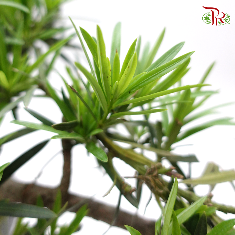 Podocarpus Macrophyllus Cliff   《悬崖-罗汉松》 - Pudu Ria Florist