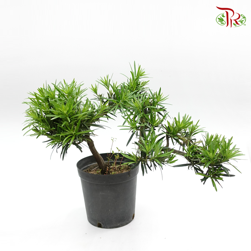 Podocarpus Macrophyllus Cliff   《悬崖-罗汉松》 - Pudu Ria Florist